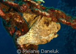 Just hanging out (frogfish on an anchor) by Melanie Daneluk 